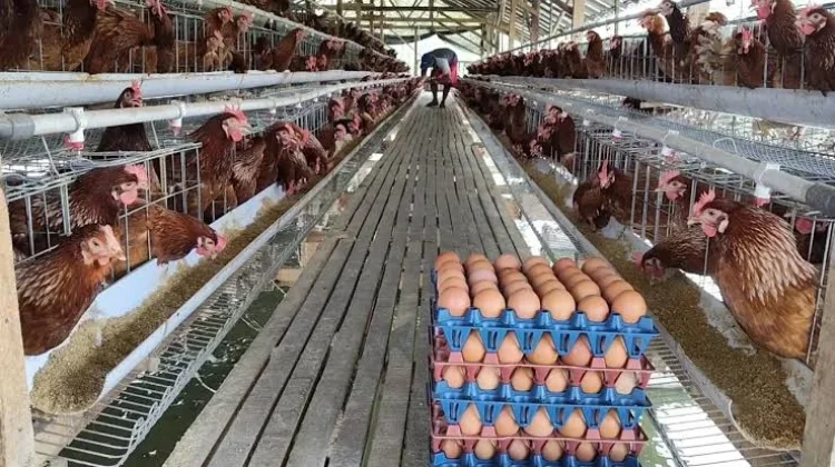 Dinas Pangan Sulbar Dorong Peningkatan Produksi Peternak Lokal