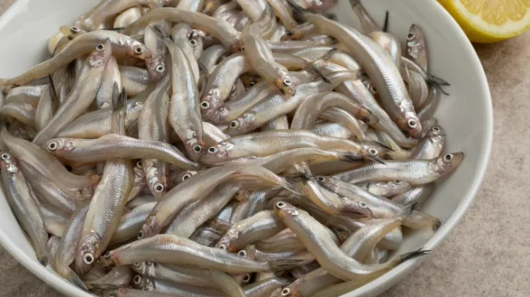 Ikan Teri Basah, Si Kecil yang Kaya Nutrisi untuk Tumbuh Kembang Anak