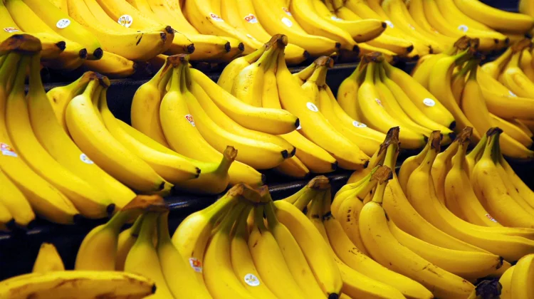 Pisang Cavendish, Si Kuning Manis yang Jadi Primadona Pasar