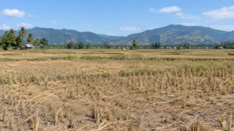 Kemarau Panjang, Aktivitas Pertanian di Polman - Majene Terdampak