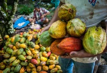 Kabupaten Mamuju Dapat Bantuan 23 Juta Bibit Kakao