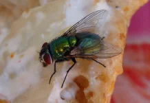Lalat Pembawa Racun pada Makanan