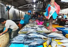 Harga Ikan Naik, Sulbar Godok Kapal Tangkap Modern