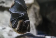 Bahaya Mengintai di Balik Tidur Ala Kelelawar