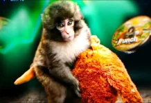 Bersahabat dengan Boneka, Monyet Punch Si Yatim Kini Memiliki Orangtua Asuh