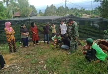 TMMD ke-127 Polman Bekali Warga Bulo Teknik Sambung Pucuk Bibit Kakao
