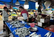 Stok Ikan di Kabupaten Mamuju Minim, Picu Kenaikan Harga