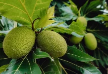 Manfaat Buah Sukun untuk Kesehatan