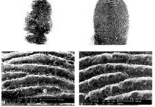 Kesamaan yang Menakjubkan dari Sidik Jari Manusia dan Koala