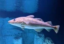 Manfaat Kesehatan Konsumsi Ikan Kod dan Minyak Hatinya