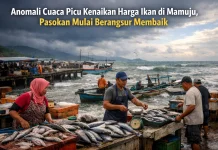Anomali Cuaca Picu Kenaikan Harga Ikan di Mamuju, Pasokan Mulai Berangsur Membaik