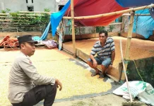 Panen Jagung 3 Ton di Malabo, Warga Binaan Bhabinkamtibmas Tuai Hasil Pemberdayaan