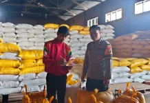 Personel Polsek Mamasa Dampingi Pengiriman 1,05 Ton Jagung ke Bulog Polewali