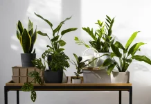 Hobi Koleksi Tanaman Hias, Tren Hijau yang Menenangkan