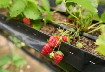 Cara Mudah Menanam Stroberi di Rumah agar Berbuah Lebat
