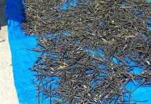 Kacang Hijau saat Dijemur, Proses Sederhana yang Tentukan Kualitas