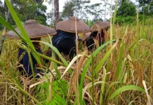 Desa Tandeallo Tunjukkan Swasembada Pangan di Pegunungan Sulbar