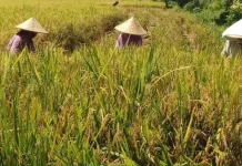 Pertanian tanpa Pestisida di Desa Pegunungan Sulbar Terbukti Efektif
