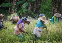 Gotong Royong dan Lumbung Pangan Jaga Desa Tandeallo dari Paceklik