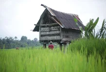 Tokok Adat di Tandeallo Maneje Jaga Ilmu Benih dan Tanah