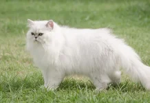 Tips Memelihara Kucing Persia