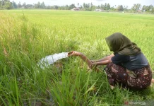 BMKG: ENSO Netral, Waspada La Niña Lemah Akhir 2026