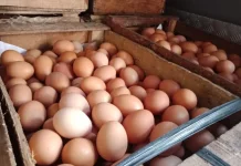 Harga Telur Sulbar Tak Kunjung Turun meski Lebaran usai