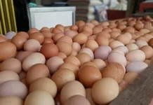 Program MBG Dongkrak Harga Telur di Sulawesi Barat