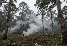 BPBD Sulbar Imbau Masyarakat Hindari Pembakaran Lahan saat Musim Kemarau