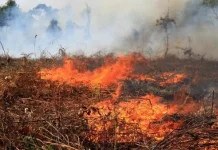 Bakar Lahan Bisa Dipenjara, Warga Sulbar Wajib Tahu Aturan Ini