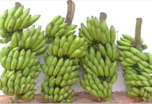 Produksi Pisang Masih Dominasi Komoditas Buah di Sulbar