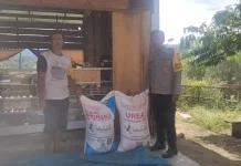 Polsek Sumarorong Salurkan Tambahan Pupuk untuk Petani Jagung