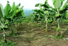 Pisang Kepok Sulbar jadi Unggulan di antara Jenis Pisang Lain
