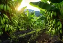 DTPHP Sulbar Dorong Hilirisasi Olahan Pisang