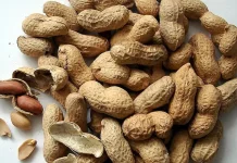 Kacang Tanah: Manfaat Penting bagi Kesehatan Tubuh