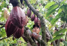 Beasiswa Anak Petani, Dinas Perkebunan Sulbar Dorong Kuota untuk Sulbar