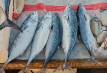 Masyarakat Diimbau Waspadai Peredaran Ikan Berformalin di Pasar