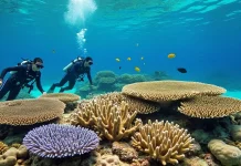Kondisi Terumbu Karang Pulau Karampuang Aman, Upaya Konservasi terus Diperkuat