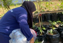 Warga Binaan LPP Mamuju Sulap Lahan Lapas Jadi Kebun Hortikultura Produktif