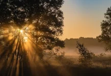 Manfaat Matahari Pagi: “Vitamin Gratis” yang Sering Kita Skip