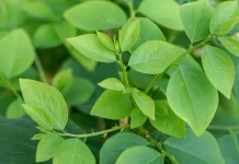 Potensi Besar Tanaman Katuk, Peluang UMKM dengan Modal Simpel dan Murah