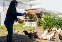Dukung Ketahanan Pangan, Lapas Perempuan Mamuju Kembangkan Peternakan Ayam