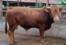 DTPHP Sulbar Ingatkan Masyarakat Cermat Pilih Hewan Kurban