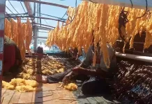 Jepang Tidak Menerima Ikan saat Musim Bertelur, Bantu Jaga Stok Ikan Terbang Sulbar