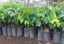 Bibit Cokelat Segera Dikirim untuk Transmigran Taramanu Tua