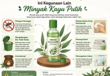 Selain untuk Kesehatan, Ini Kegunaan Lain Minyak Kayu Putih yang Jarang Diketahui