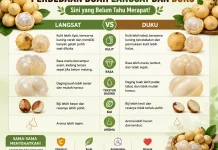 Perbedaan Buah Langsat dan Duku, Sini yang Belum Tahu Merapat!