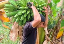 Dukung Ketahanan Pangan, Lapas Perempuan Mamuju Sukses Panen Pisang