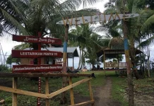 Konservasi Penyu di Mampie tanpa Kolam, Tukik Cepat Dilepas ke Laut
