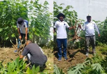 Warga Binaan Rutan Pasangkayu Panen Bayam dan Singkong dan Langsung dibagikan